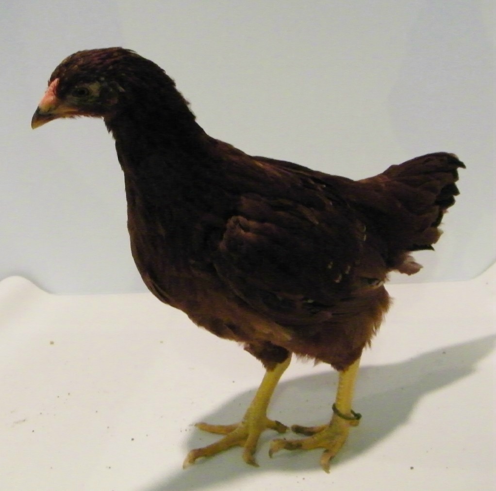 "Olive" Buckeye @ 8 wks