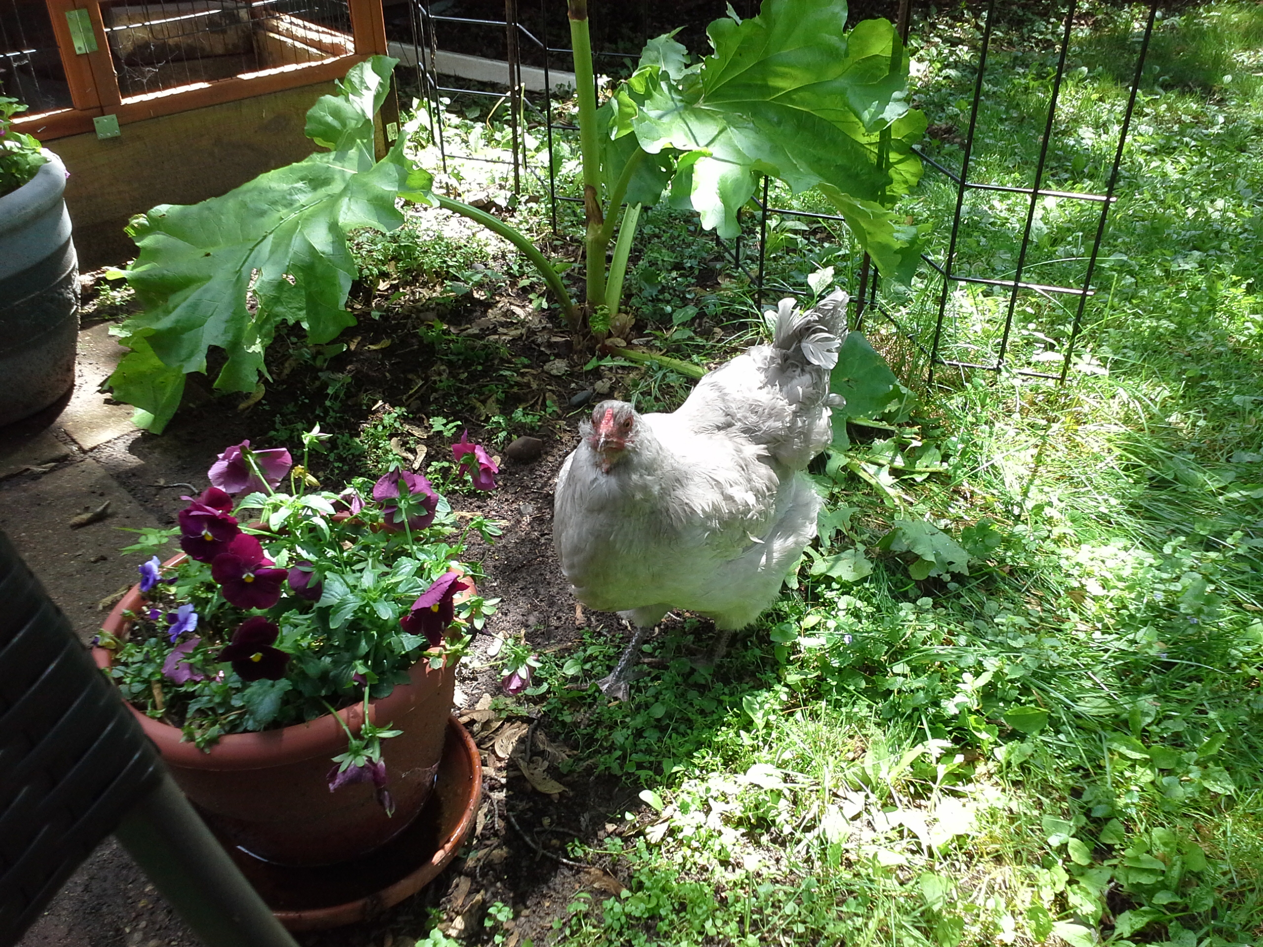 Olive, Camilla's silver chick from 2014.  the other silver chick was a rooster who got a great new rural home last fall.  i know, it's not fair that Olive is the only one of the babies who has a name....