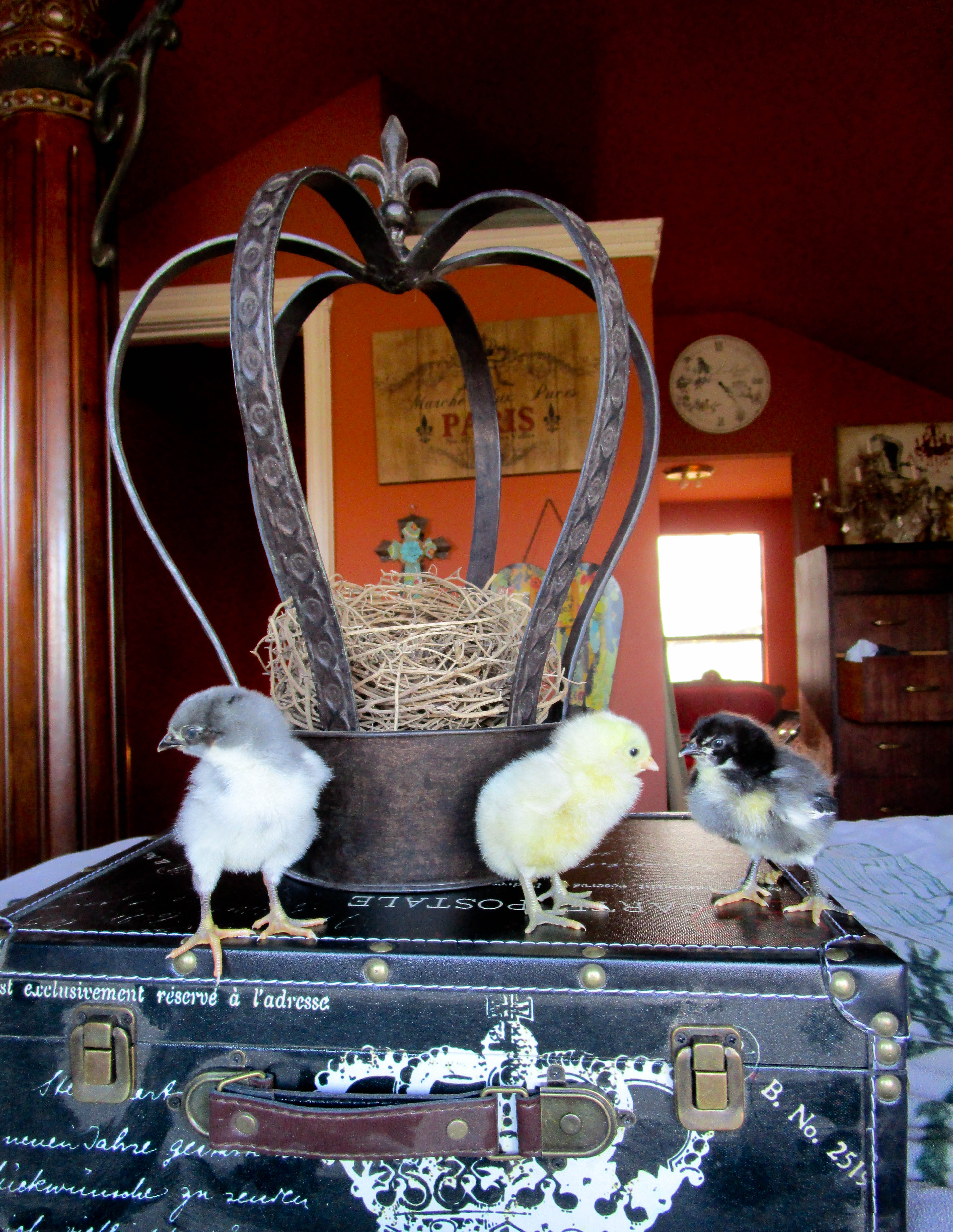 Olive Egger chicks 4 days old