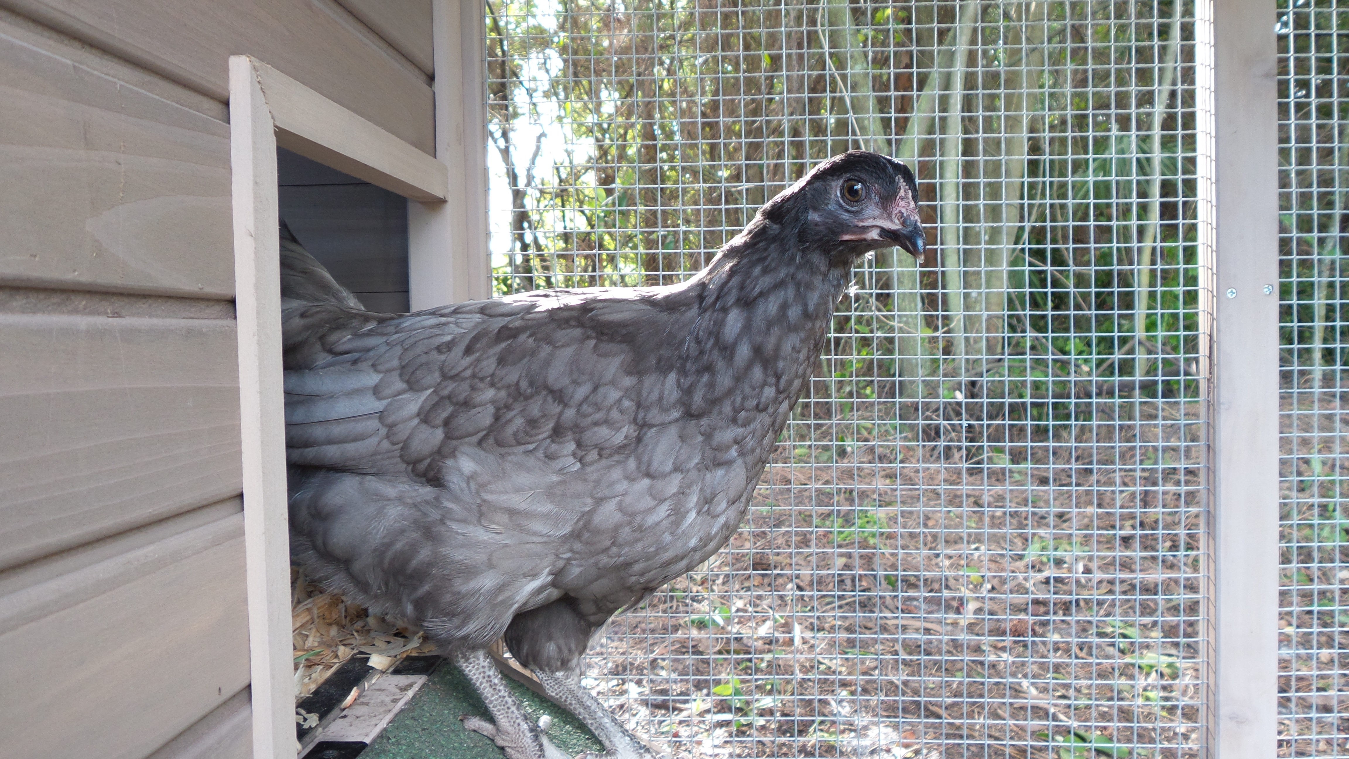 Olive egger named grey