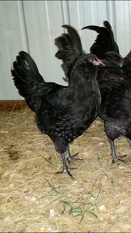 Olive Egger Pullet 7-28-18