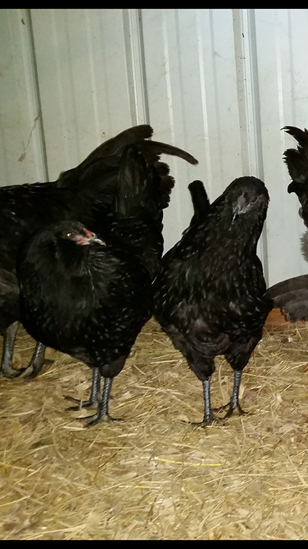 Olive Egger Pullet 7-28-18