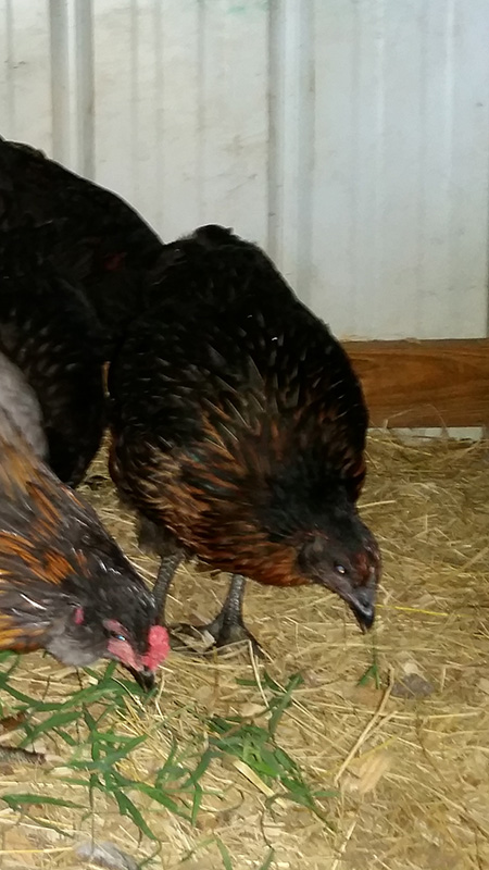 Olive Egger Pullet 7-28-18