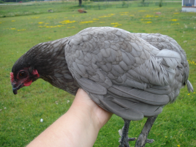 Olive egger pullet (BCM x Splash Araucana)