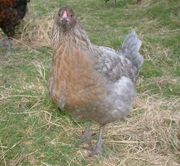 olive egger pullet, blue