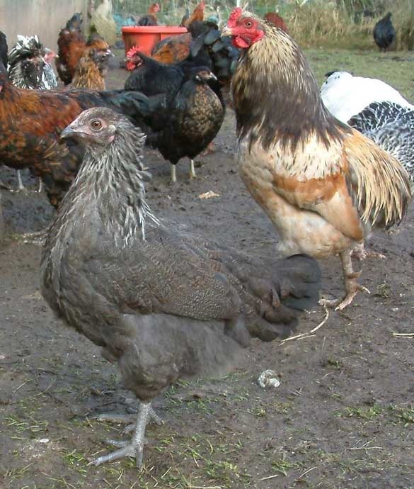 olive egger pullet, normal and Araucana father behind her