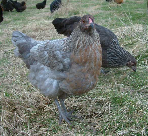 olive egger pullets (sisters) blue and normal