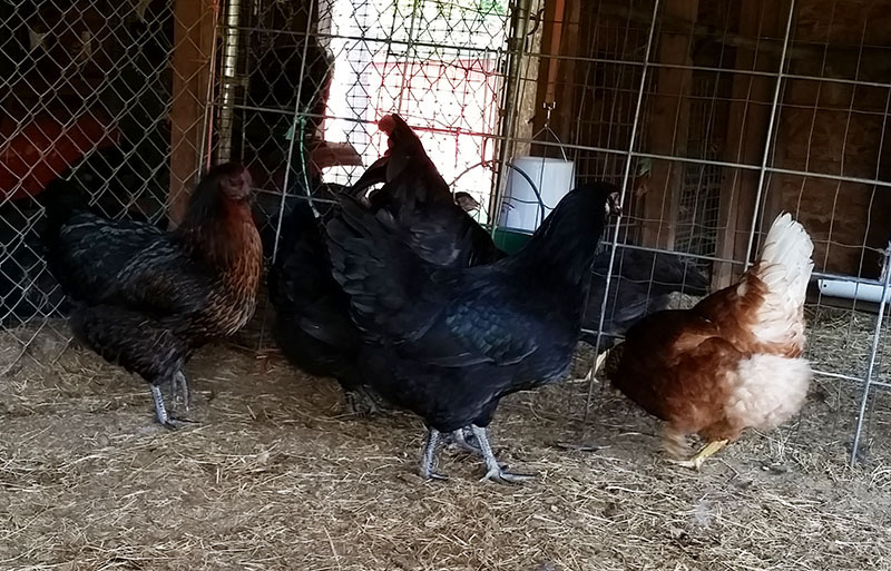 Olive Egger pullets
