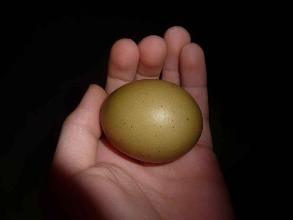 Olive Green egg with beautiful speckles, one of the first eggs of Sage.