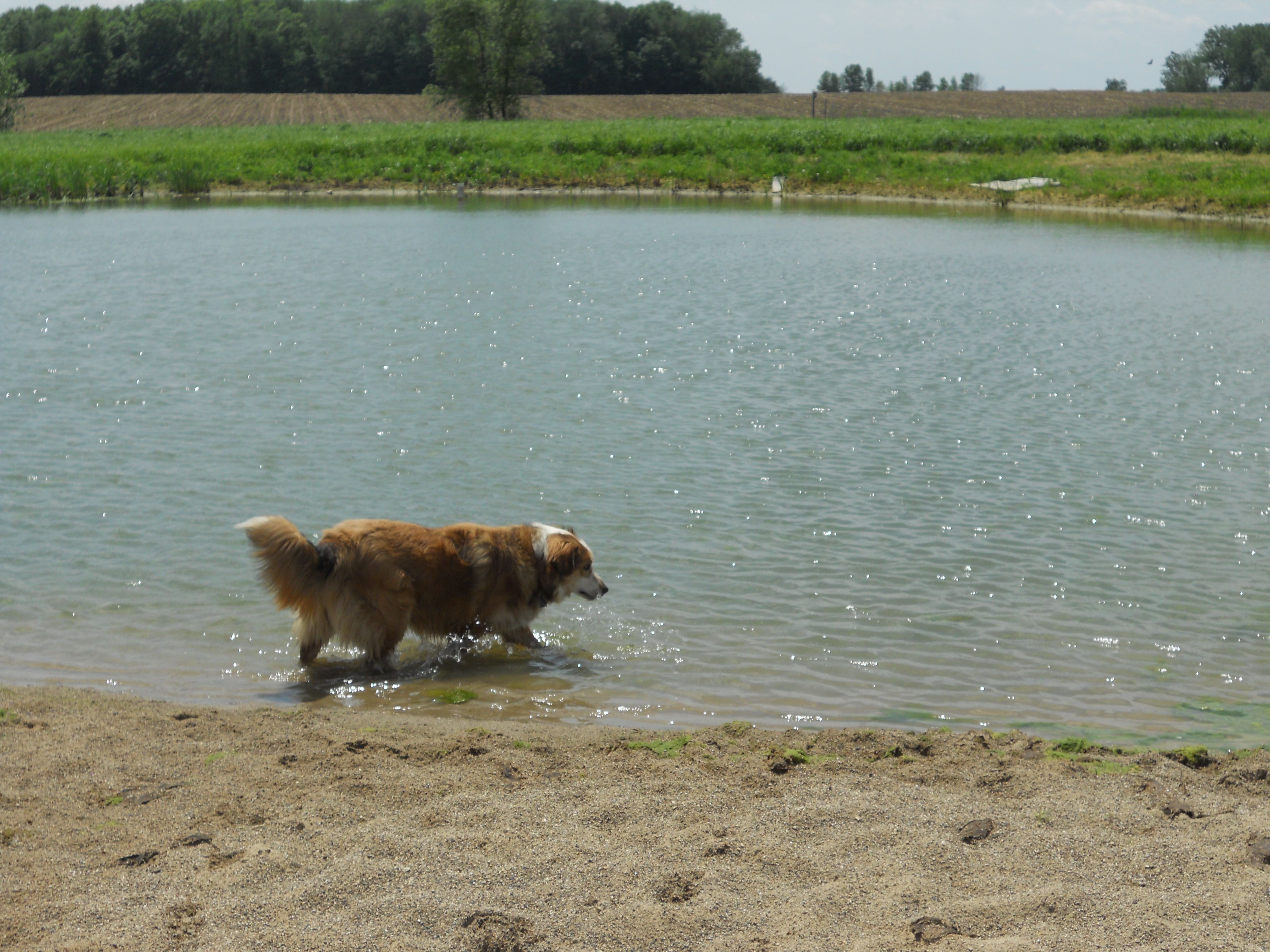 Olive is Max's sister -- they both love going into the pond!