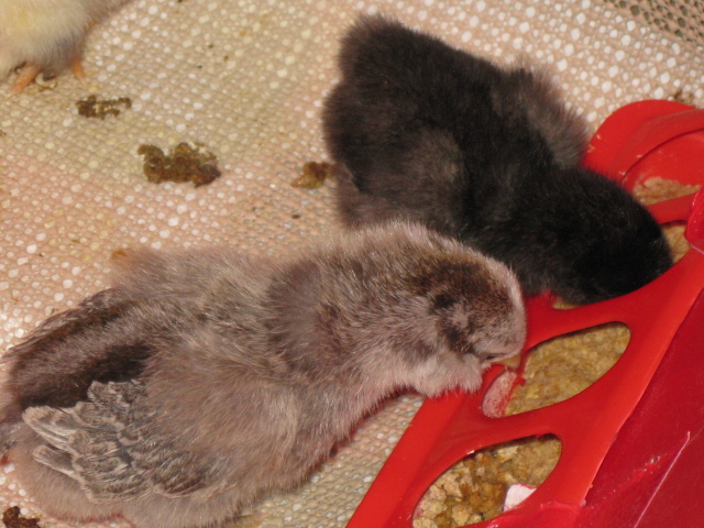 Olive making sure Poppy doesn't take too much