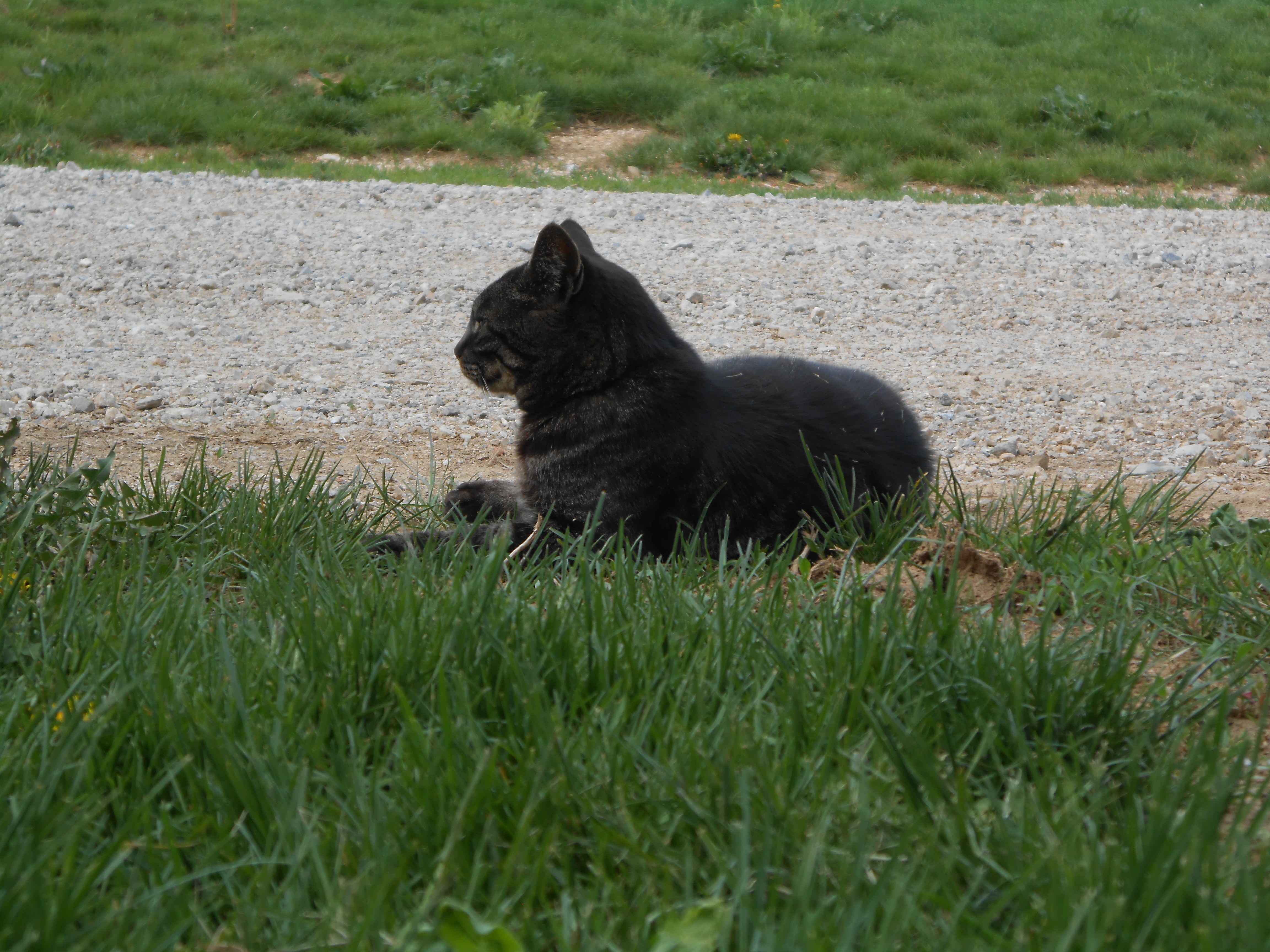 Olive, our watch-cat - despite previous protective-mama-attacks from  the hens :)