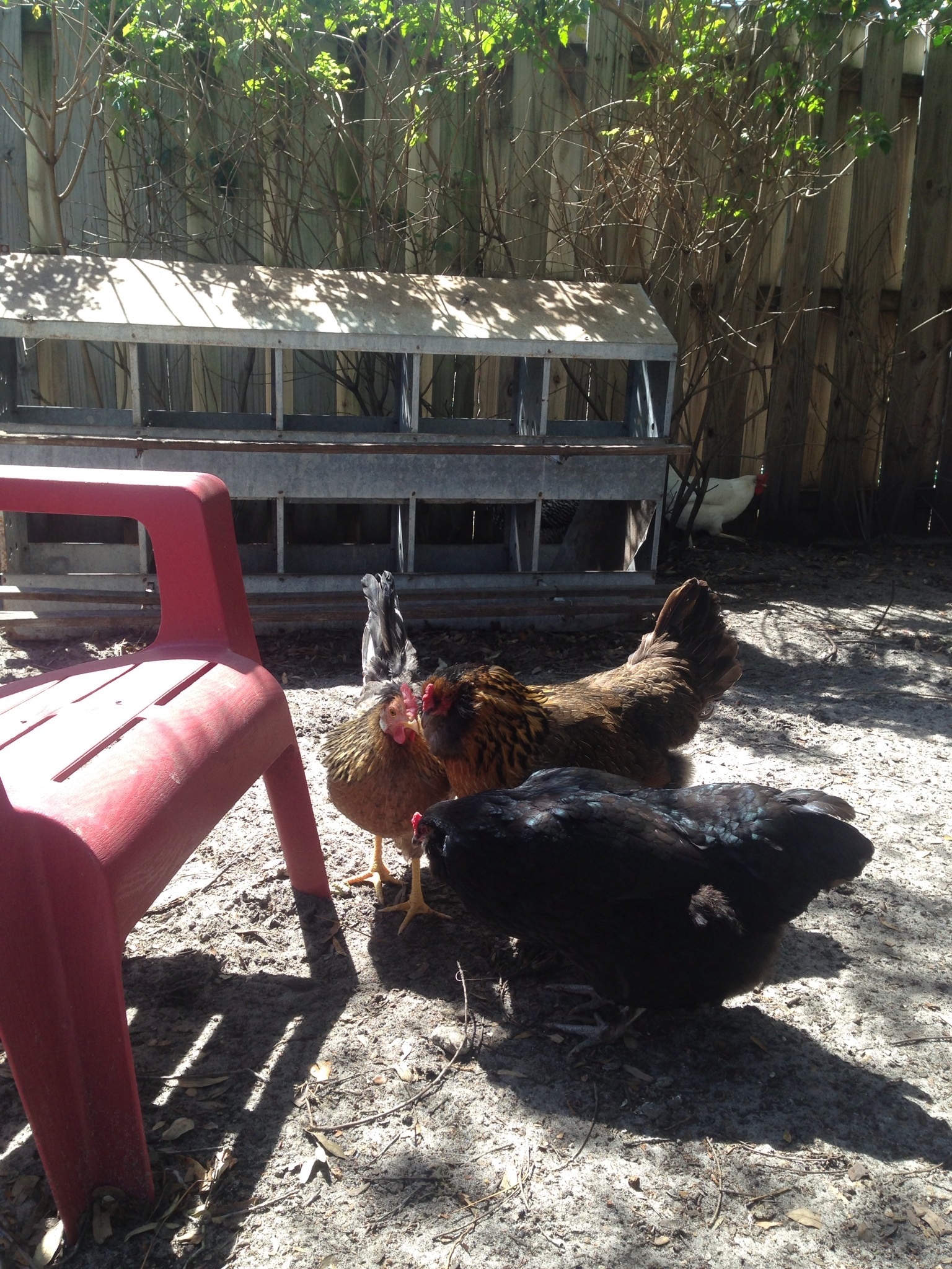 Olive & Wilma checking out Bronte