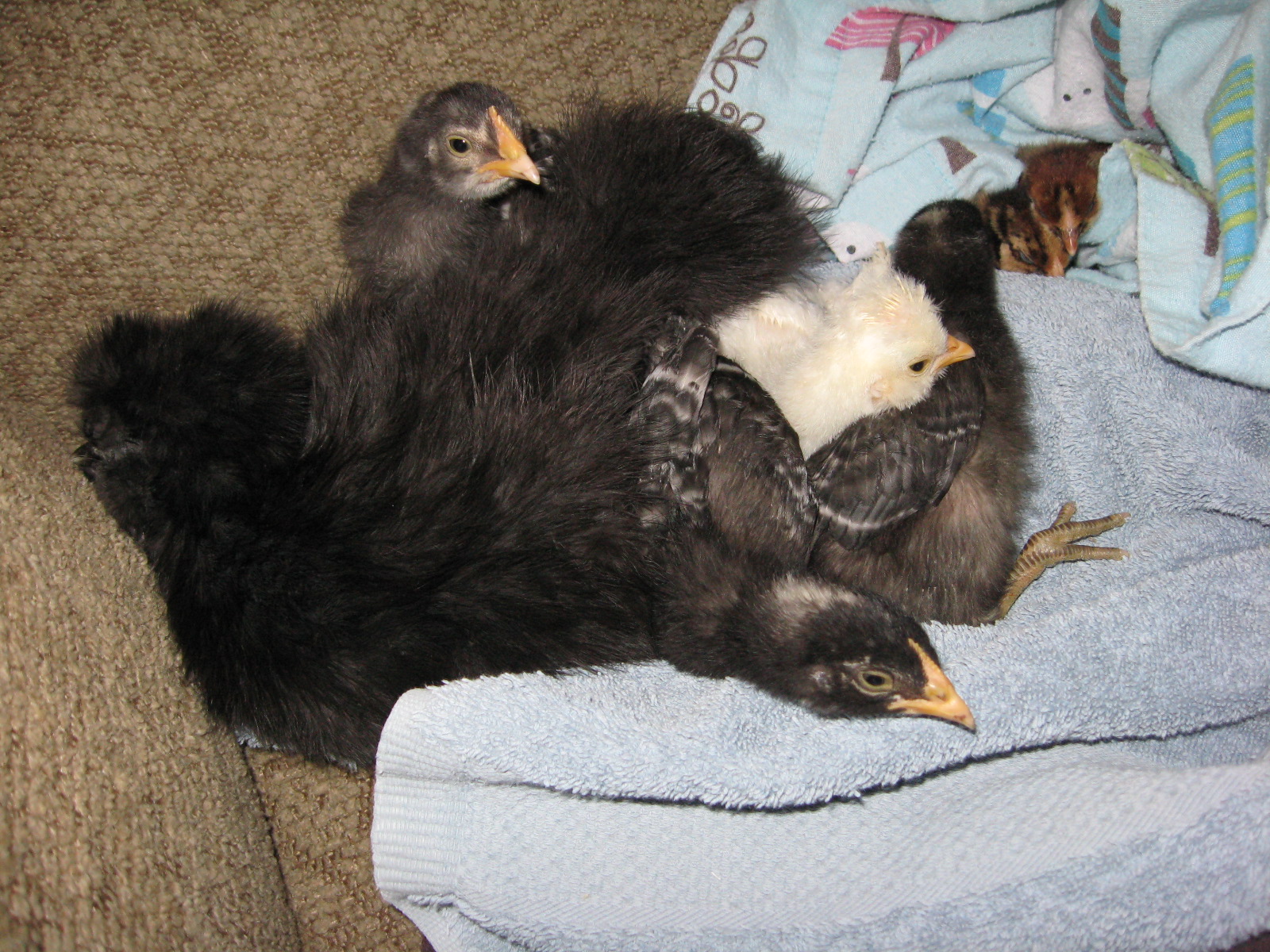 Olive with all of "her" chicks snuggled in. This is how we roll in my house! Every day since I brought my chicks home, I gather them up in a towel and they hang out on the couch with me while I learn about chicken stuff.