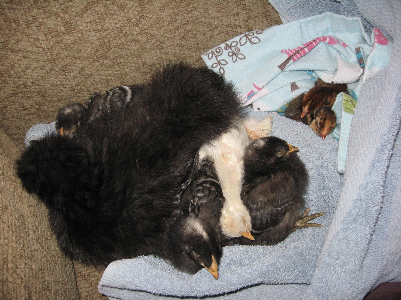 Olive with all of "her" chicks snuggled in. This is how we roll in my house! Every day since I brought my chicks home, I gather them up in a towel and they hang out on the couch with me while I learn about chicken stuff.