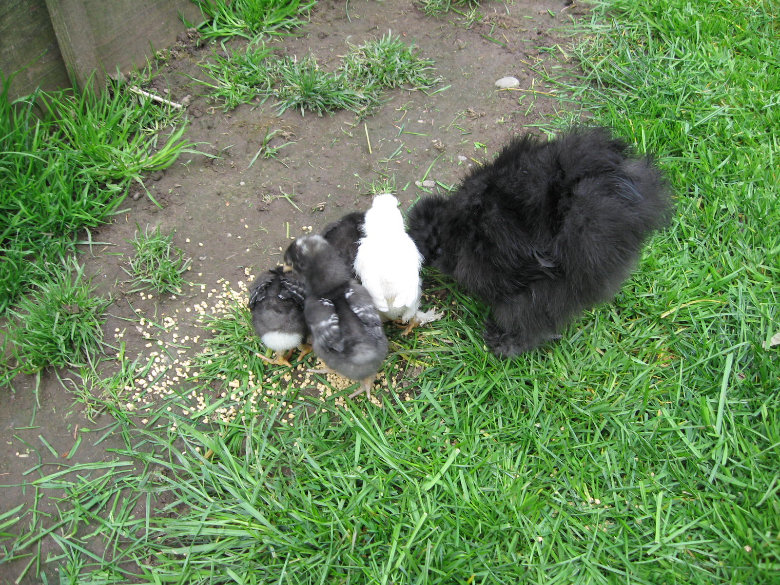 Olive with Lucy, Ethel, Henrietta, and Nugget