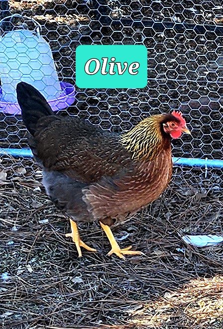 Olive