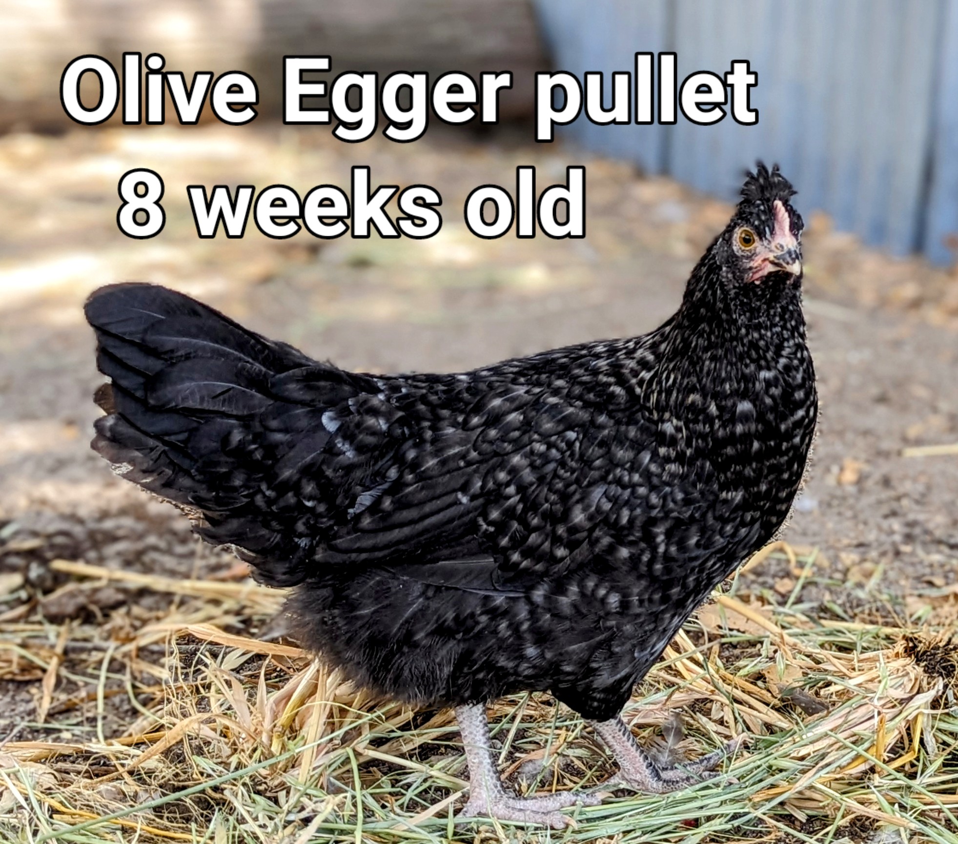 OliveEgger.jpg