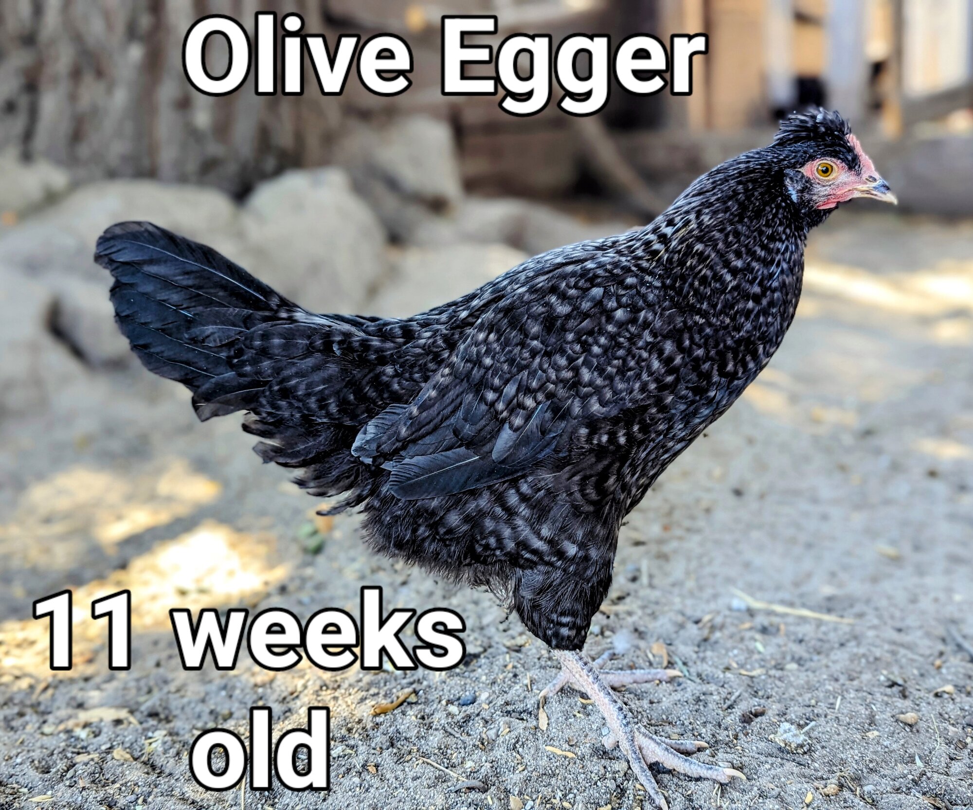OliveEgger.jpg
