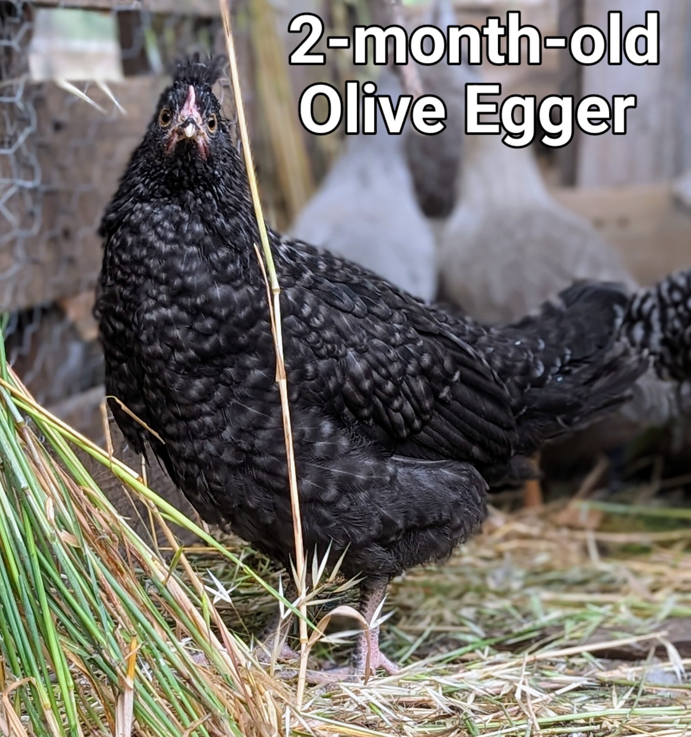 OliveEgger