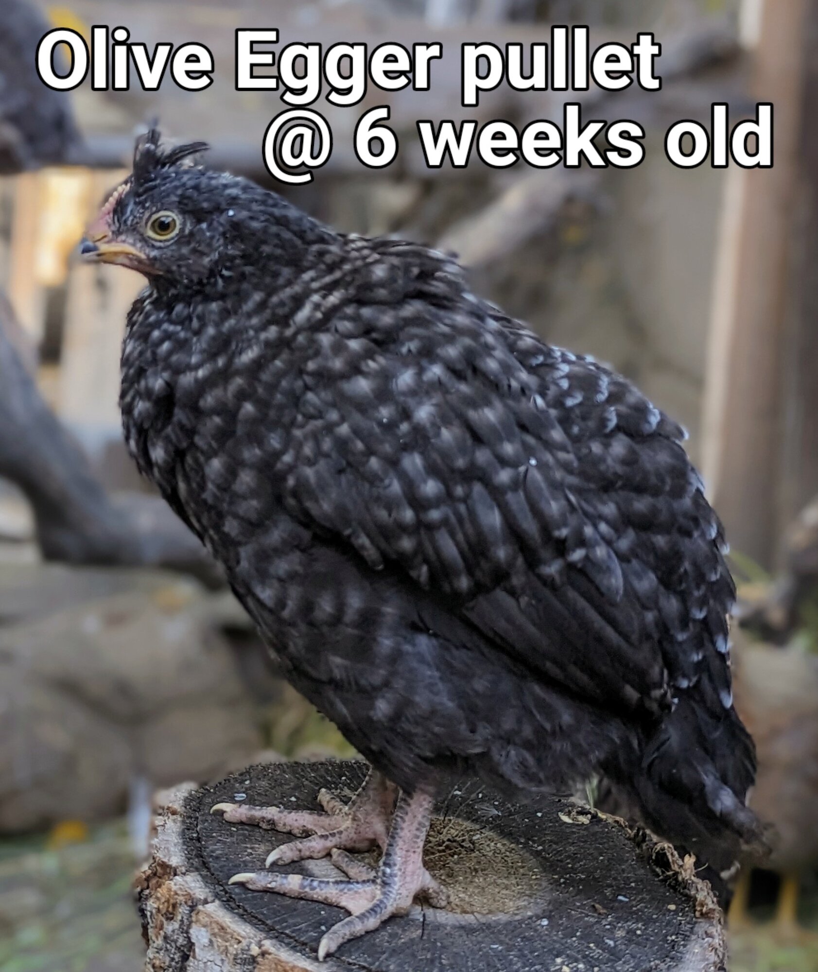 OliveEggerPullet.jpg