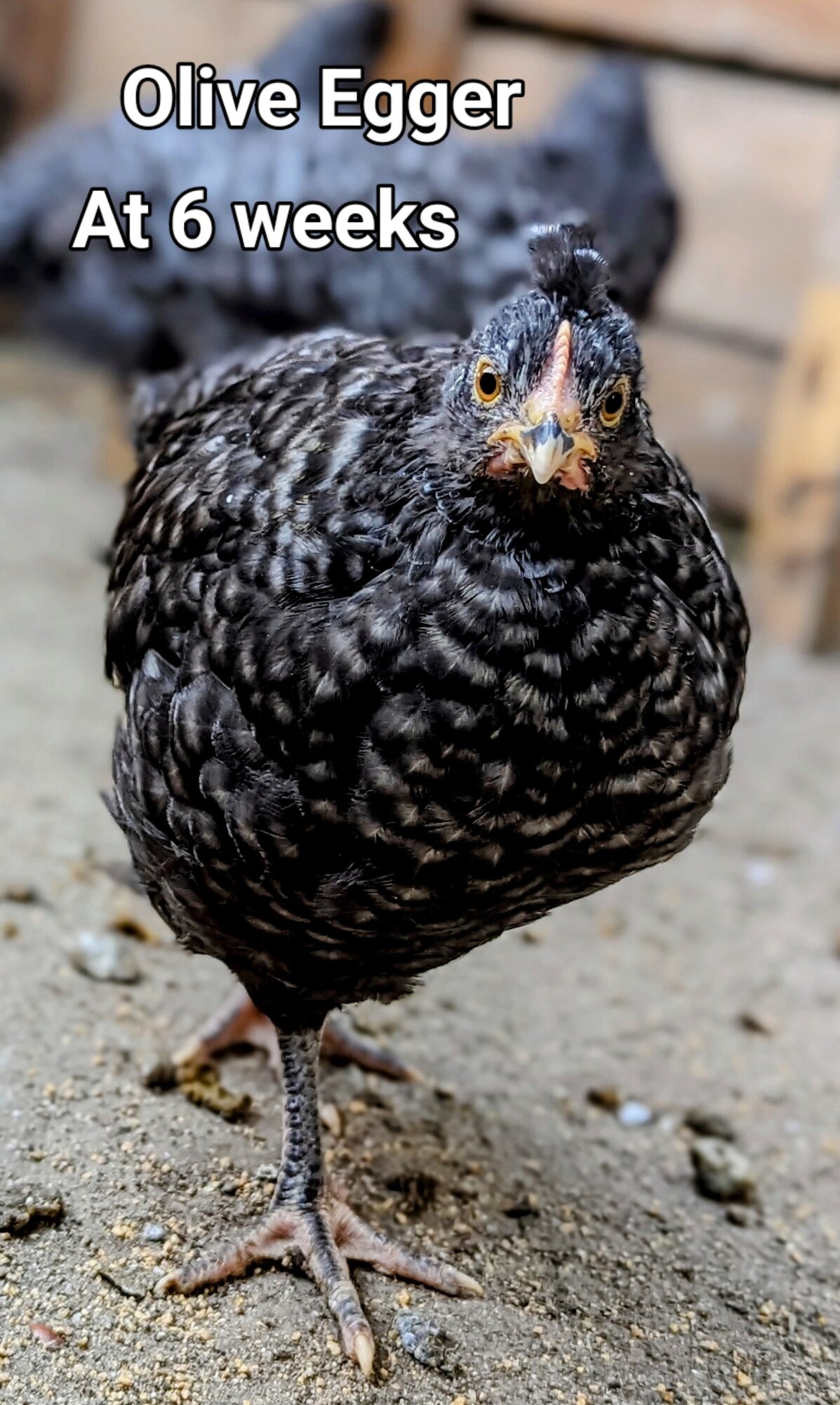 OliveEggerPullet2.jpg