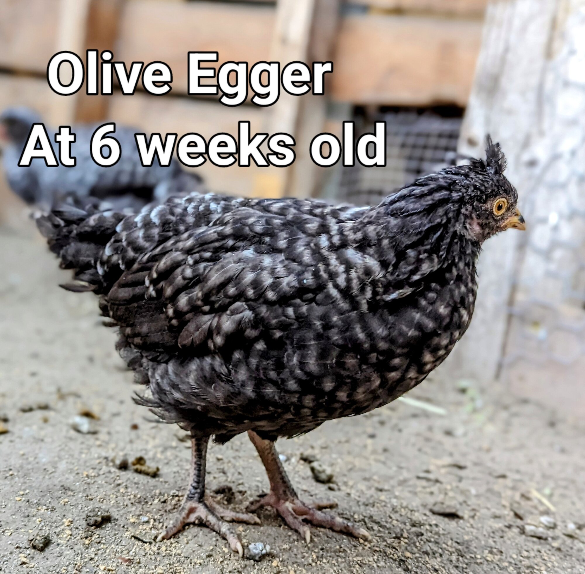 OliveEggerPullet3.jpg