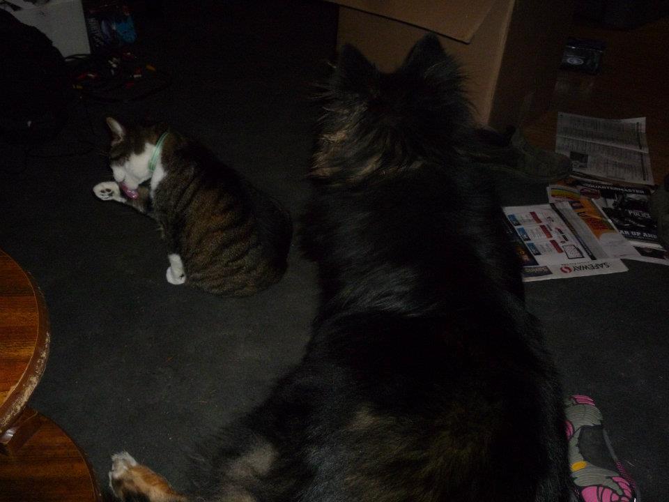 Oliver and Nanuq. They have been buds since we got Nanuq as a puppy.