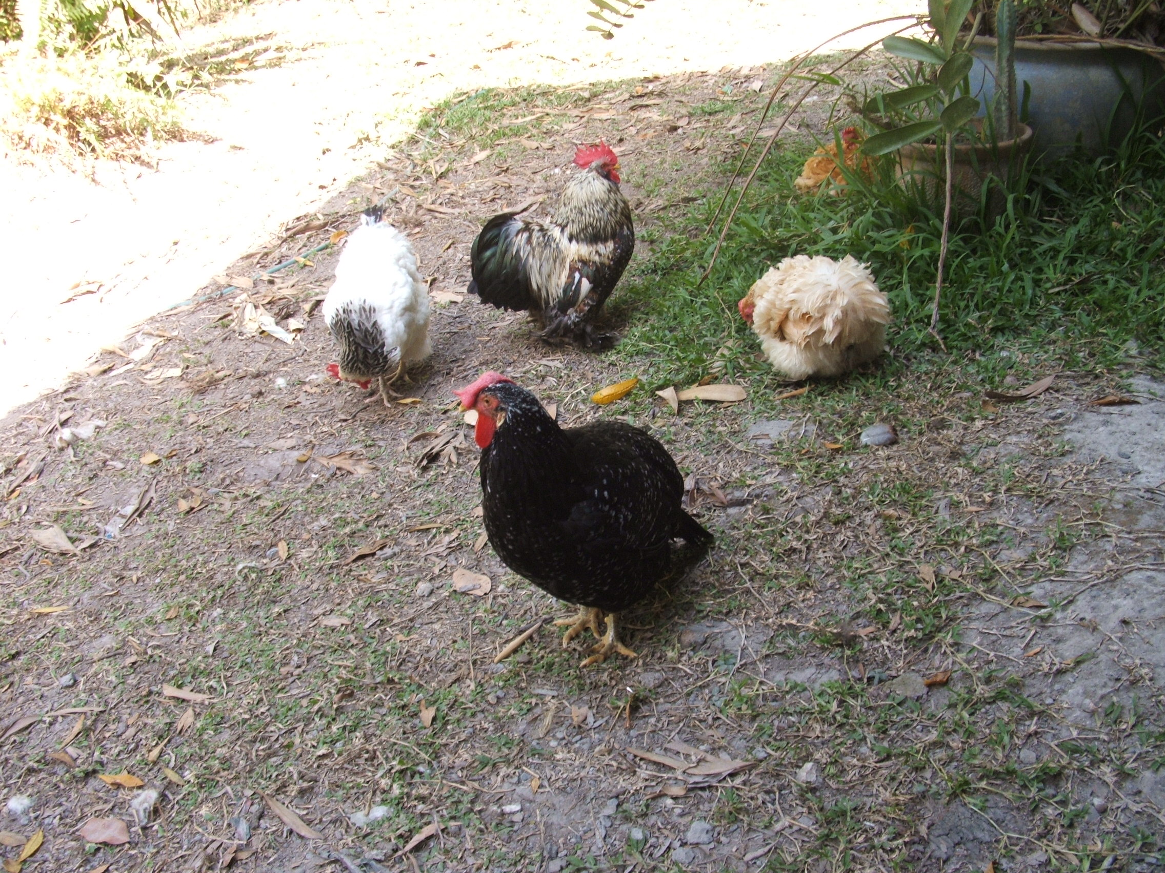 Oliver with some of the girls he has outlived