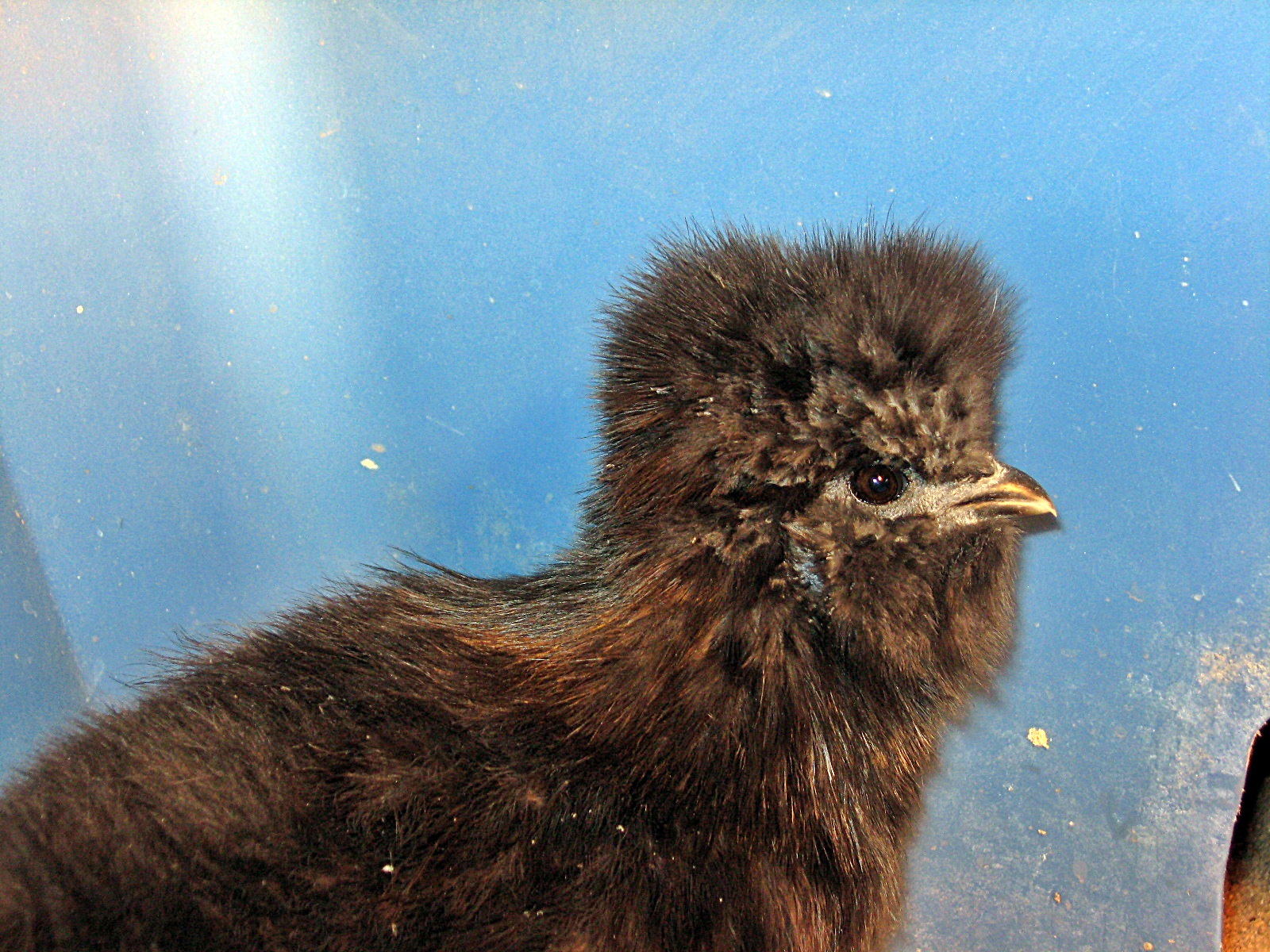 Olive's mohawk
