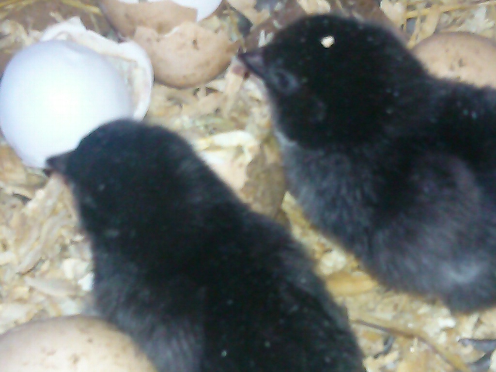 Olivia hatched out eggs from Nan's coop!