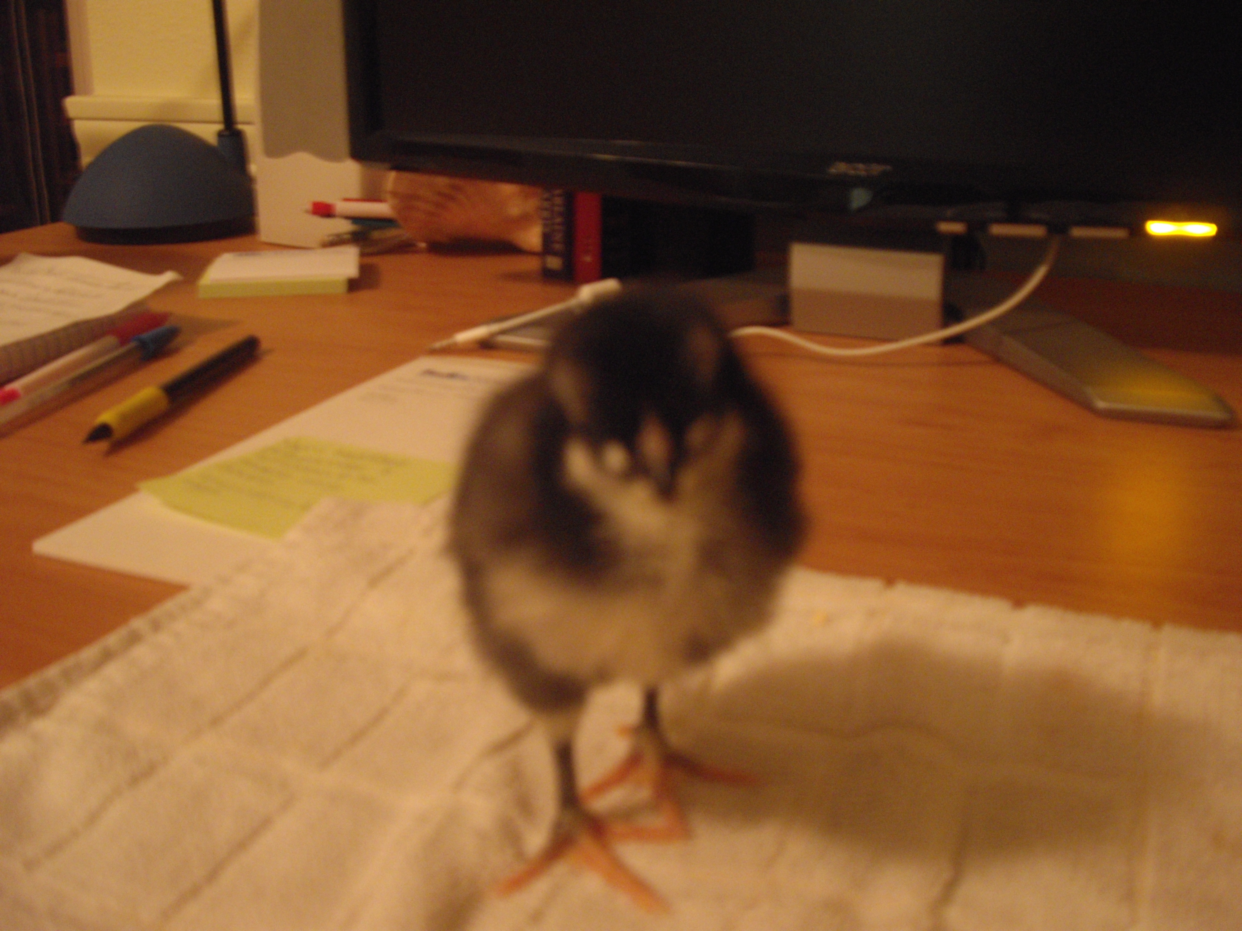 olivia newton john, australorp