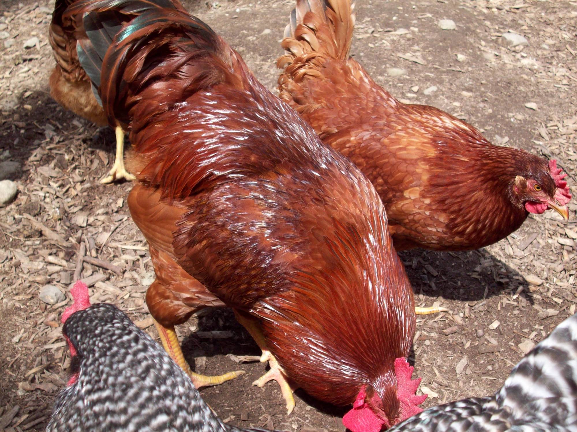 Olof--showing her a treat.  He has magnificent red coloring
