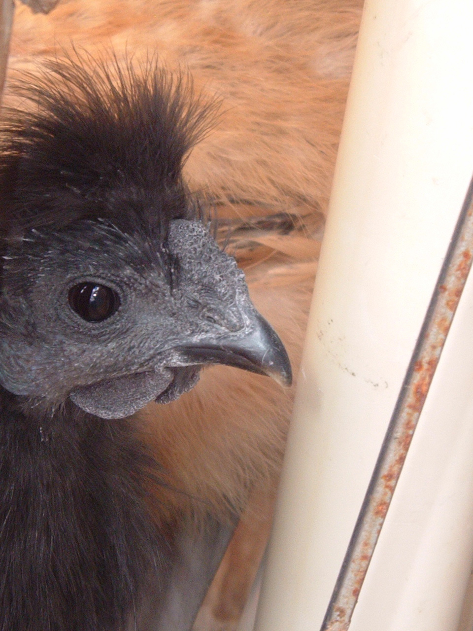 Omar the rooster