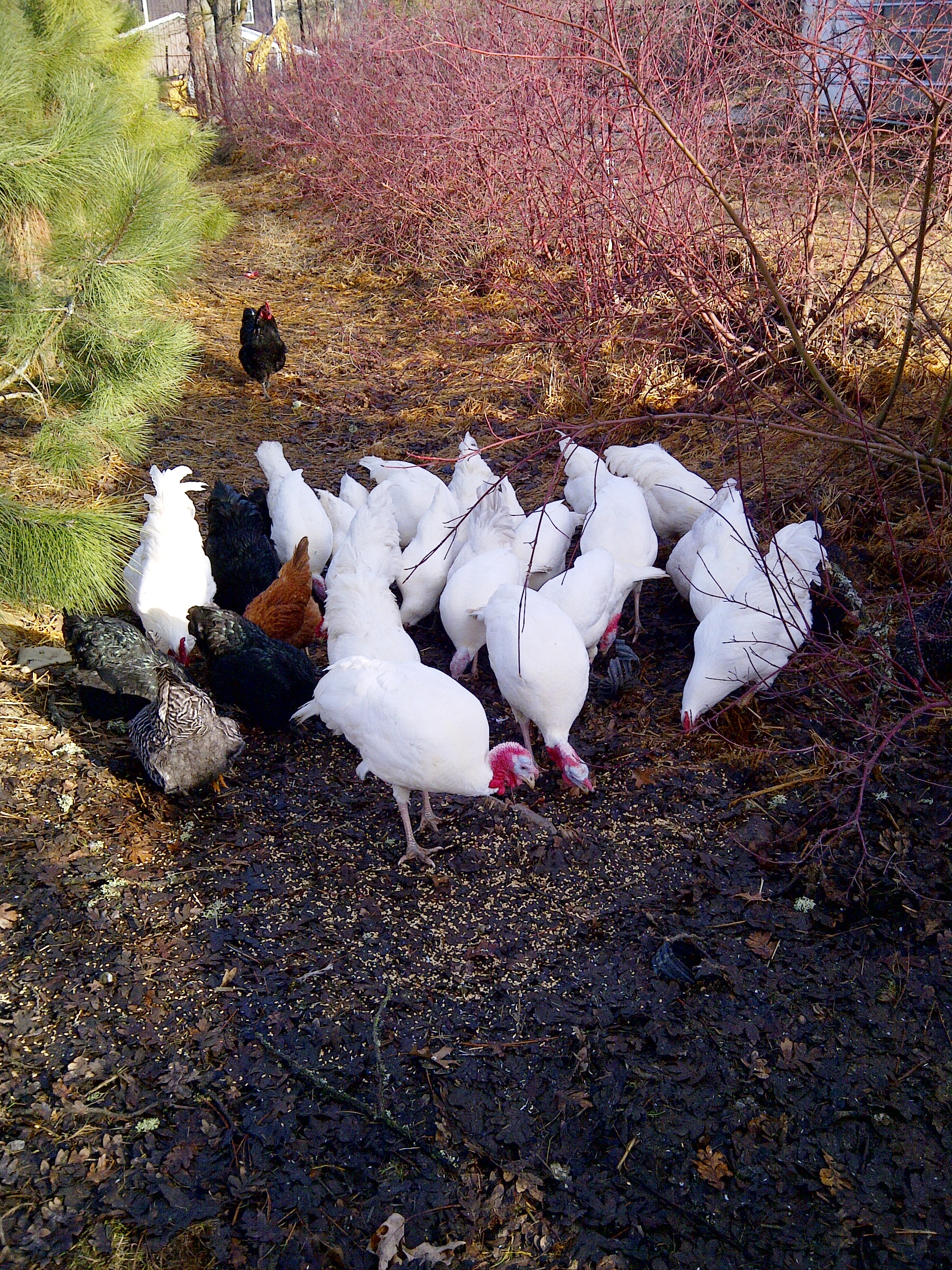Omeg Orchards