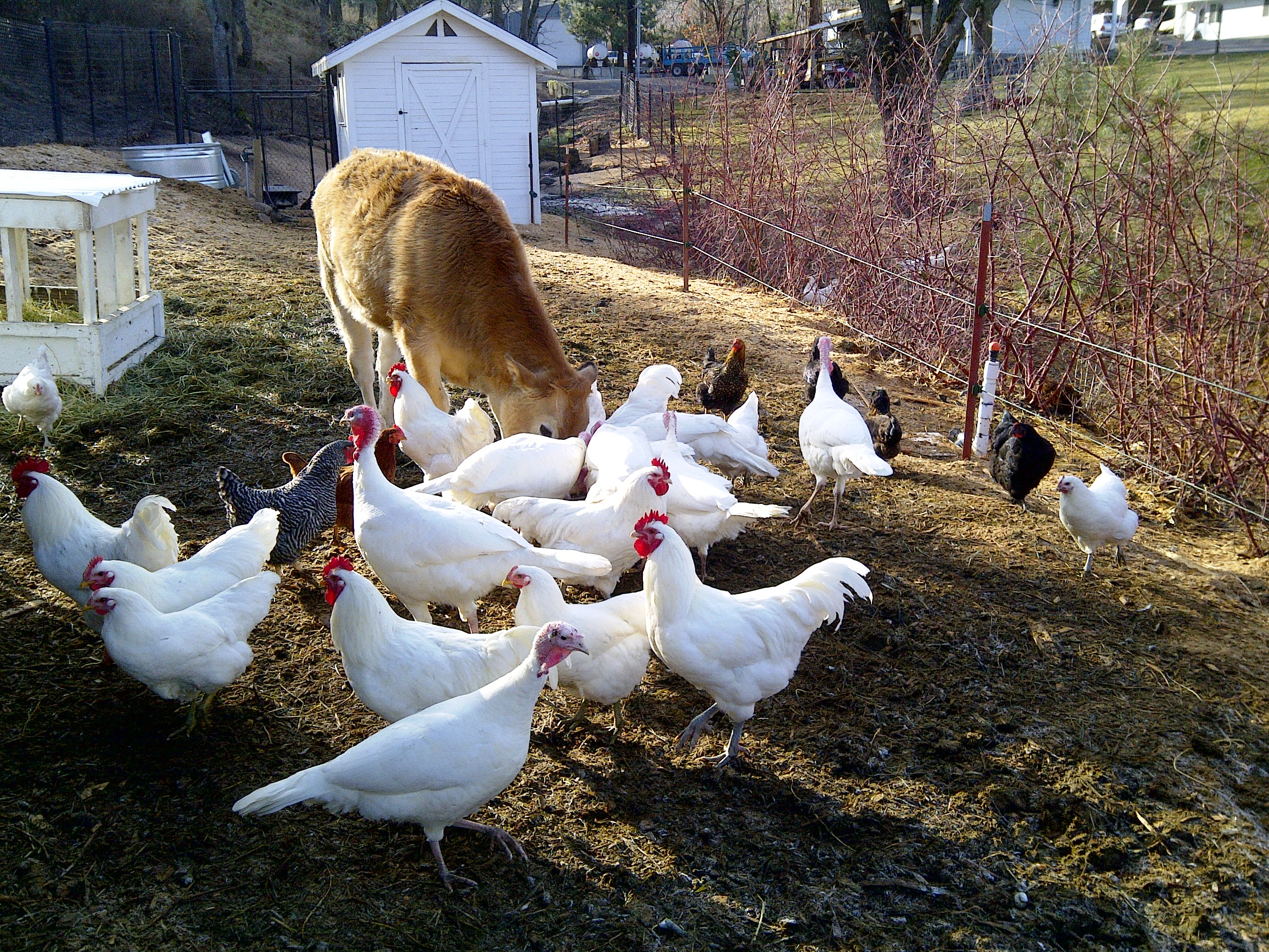 Omeg Orchards