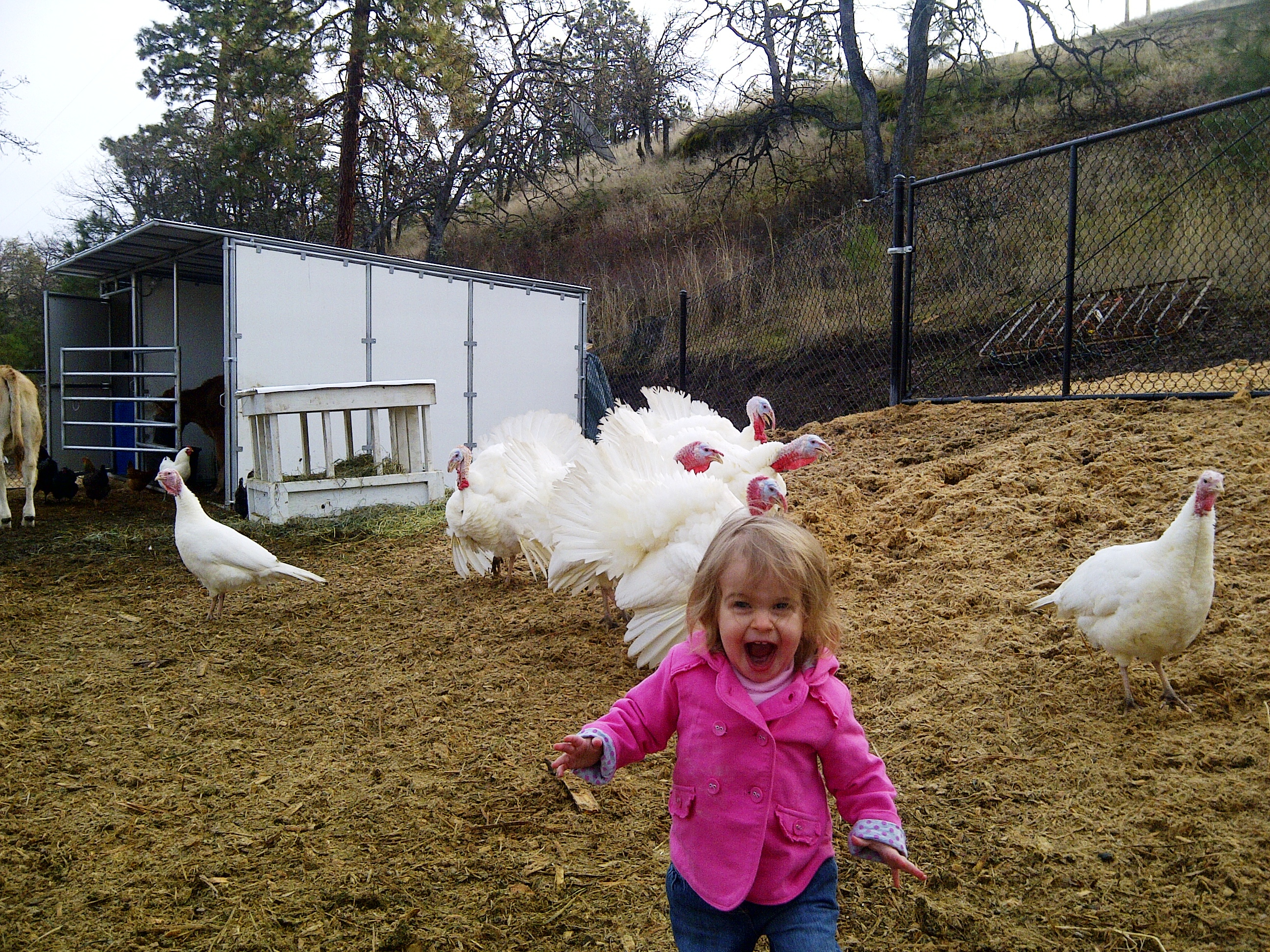 Omeg Orchards