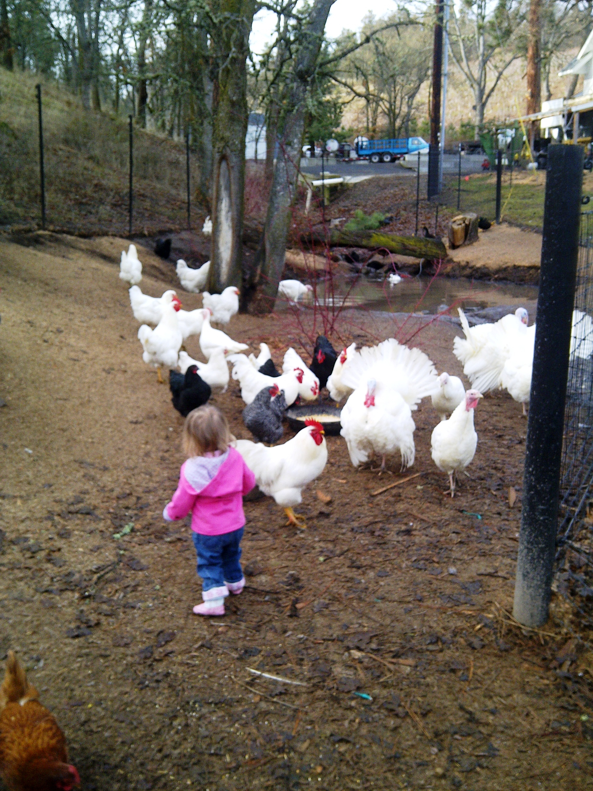 Omeg Orchards