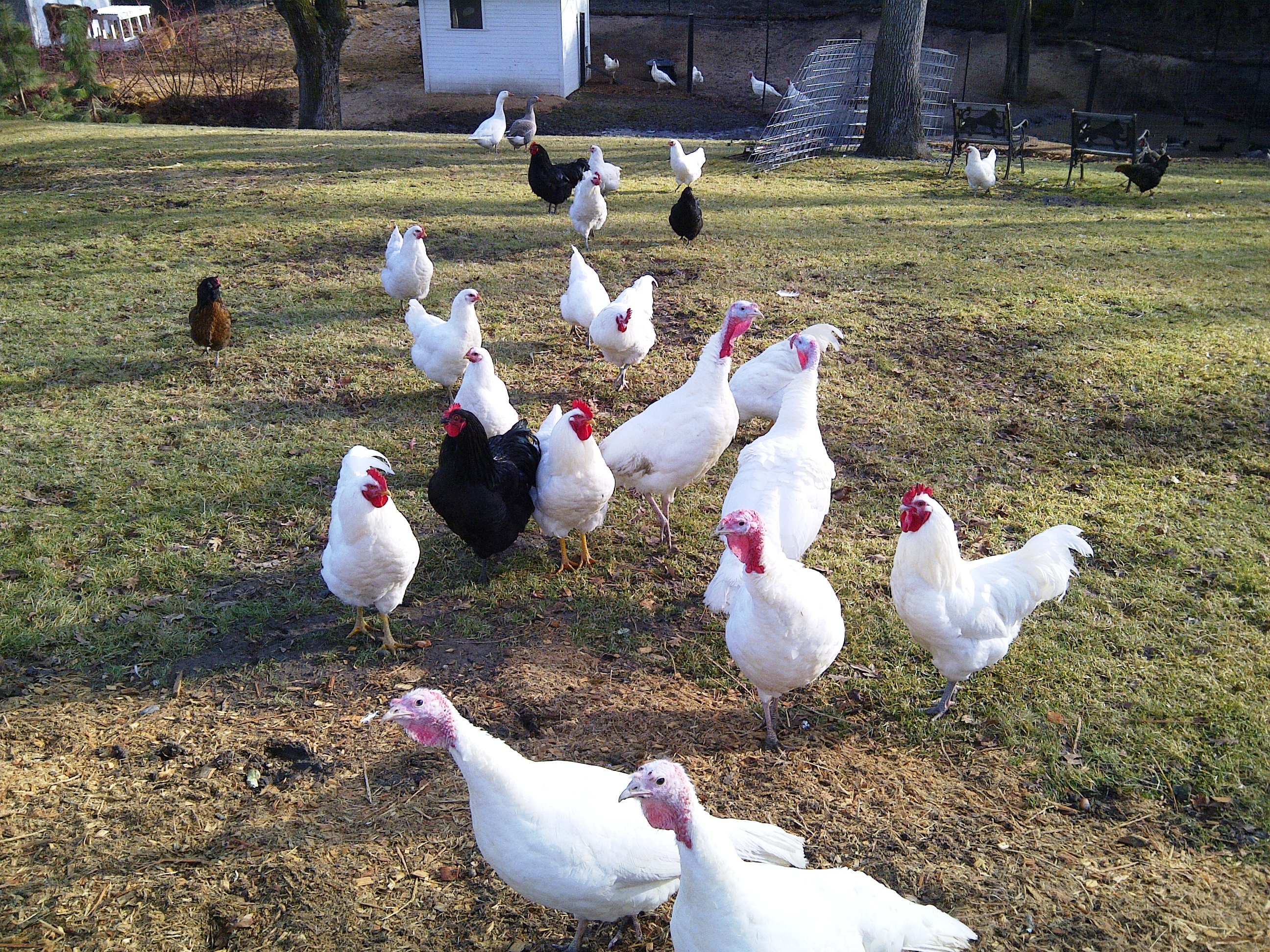 Omeg Orchards