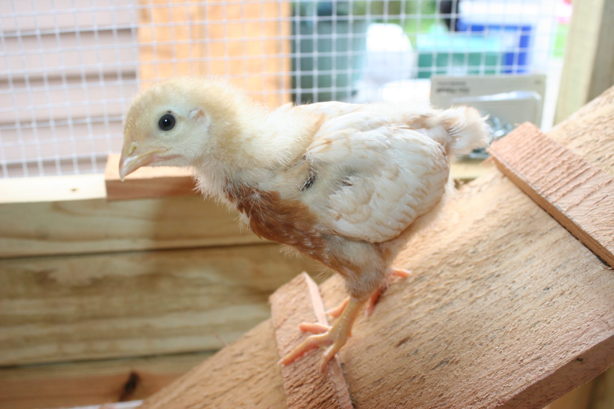 Omelet about 2 wks old