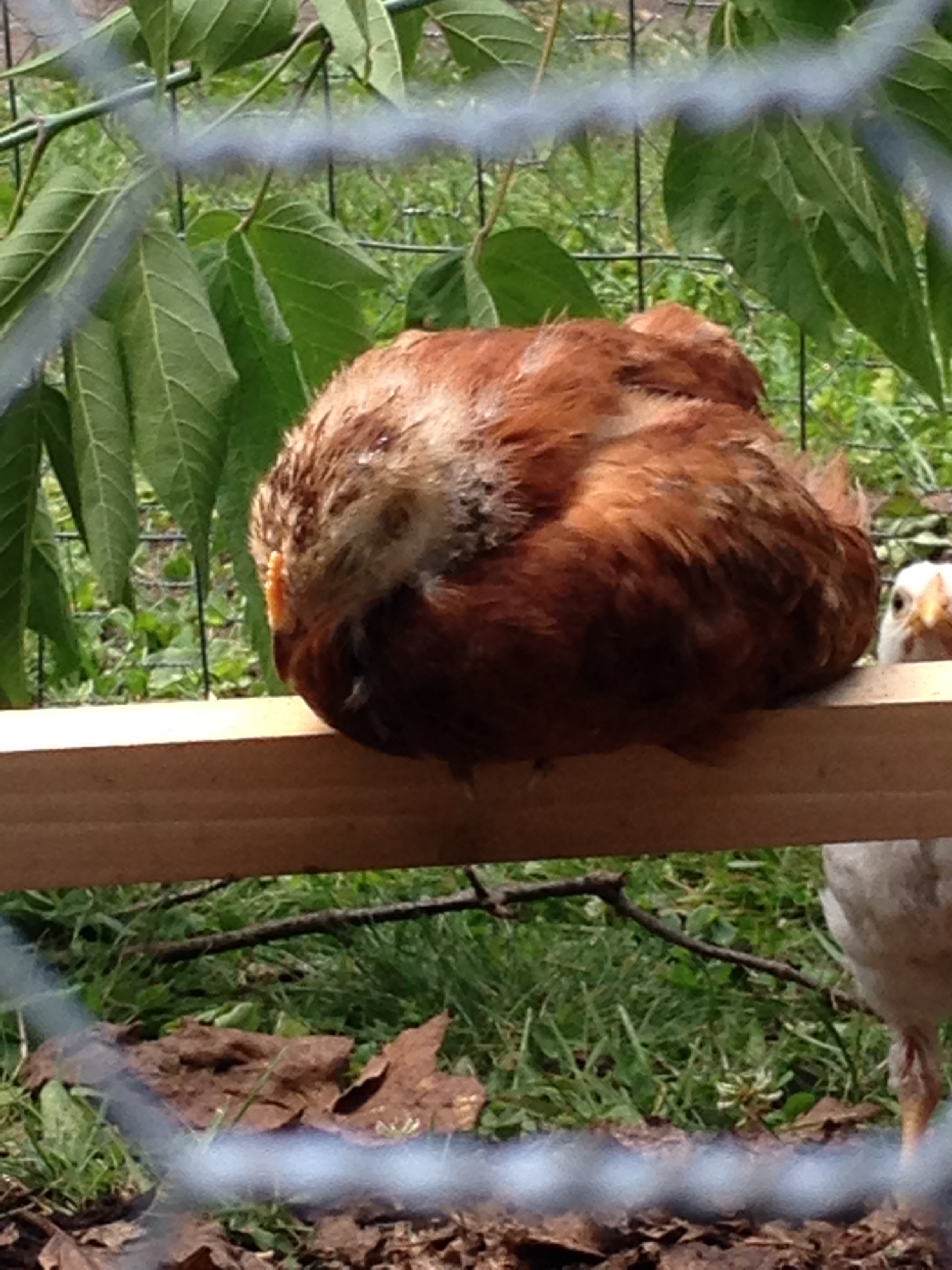 Omelet asleep on the outdoor brooder perch.... she fell off a little later.