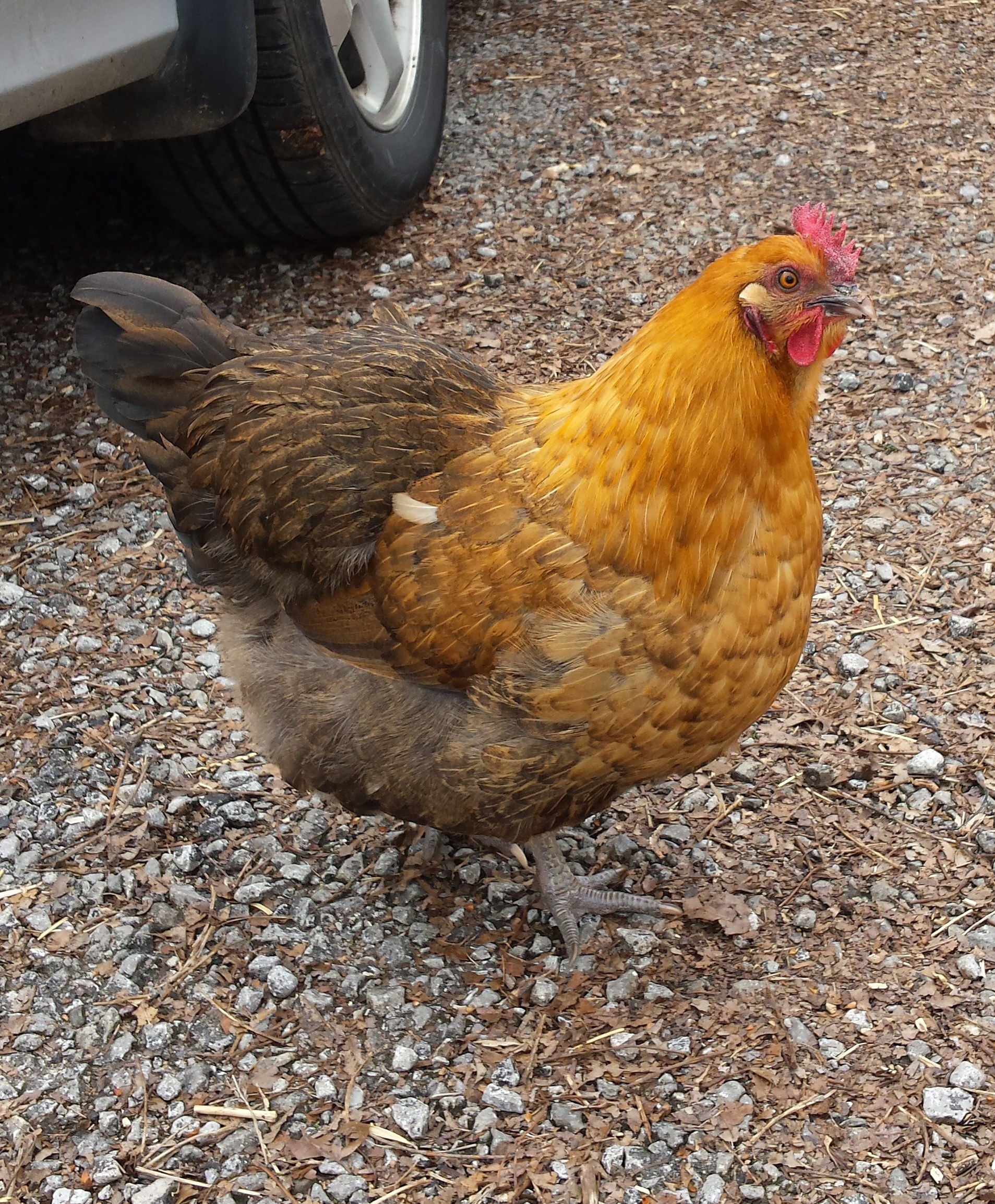 Omelet, obviously a mutt and the most tame of the flock.