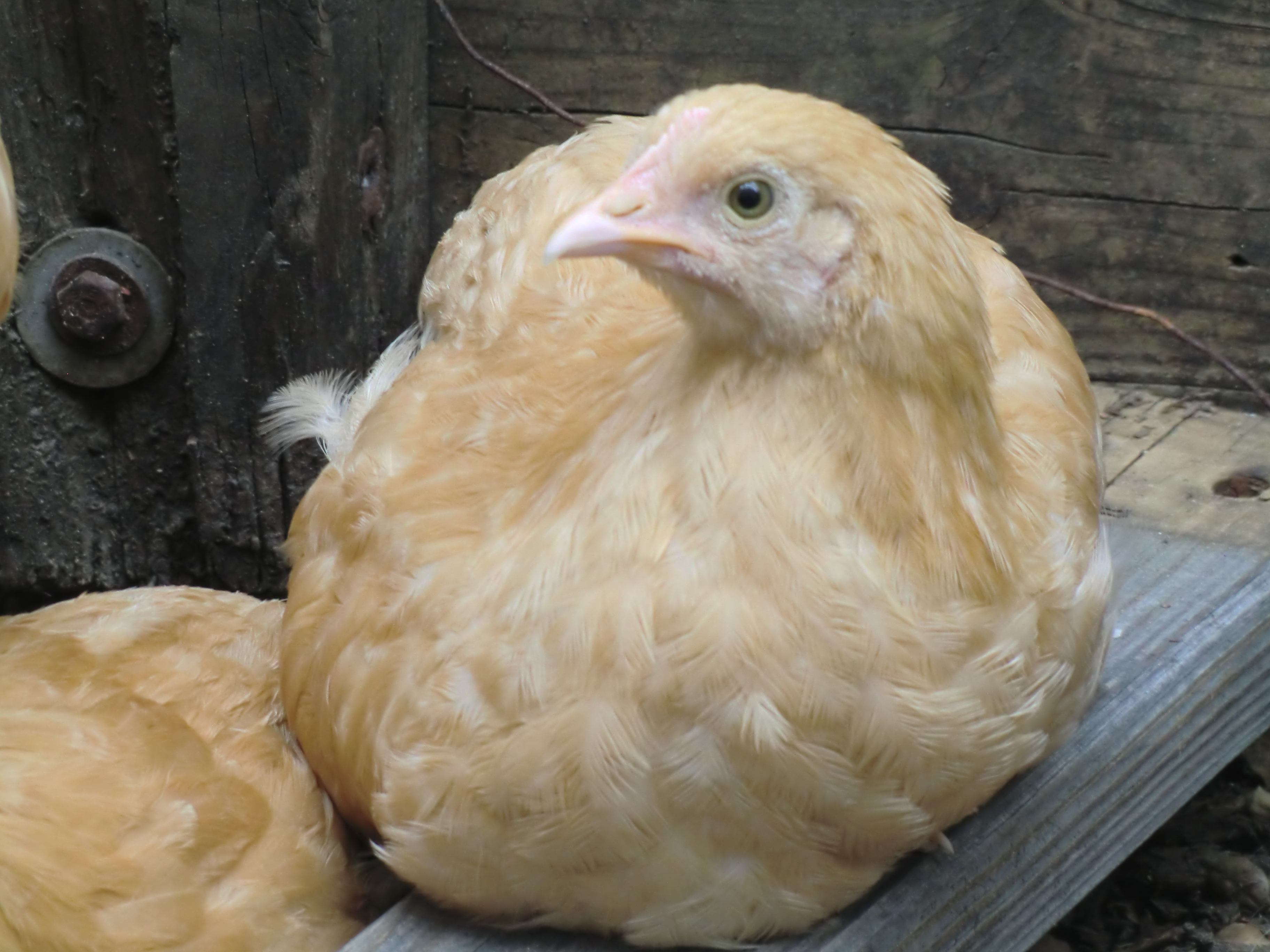 Omelette