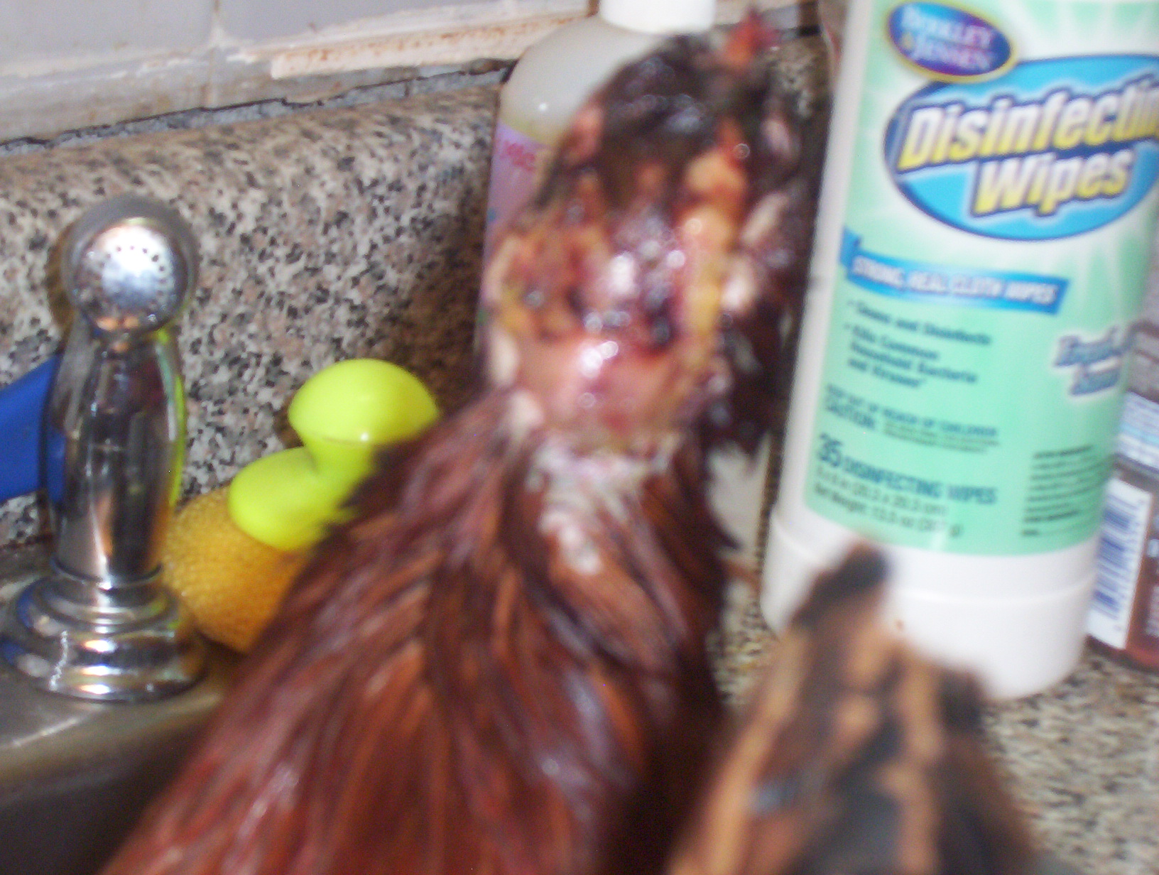 Omlet (my Rhode Island Red) after being attacked by Mocha.