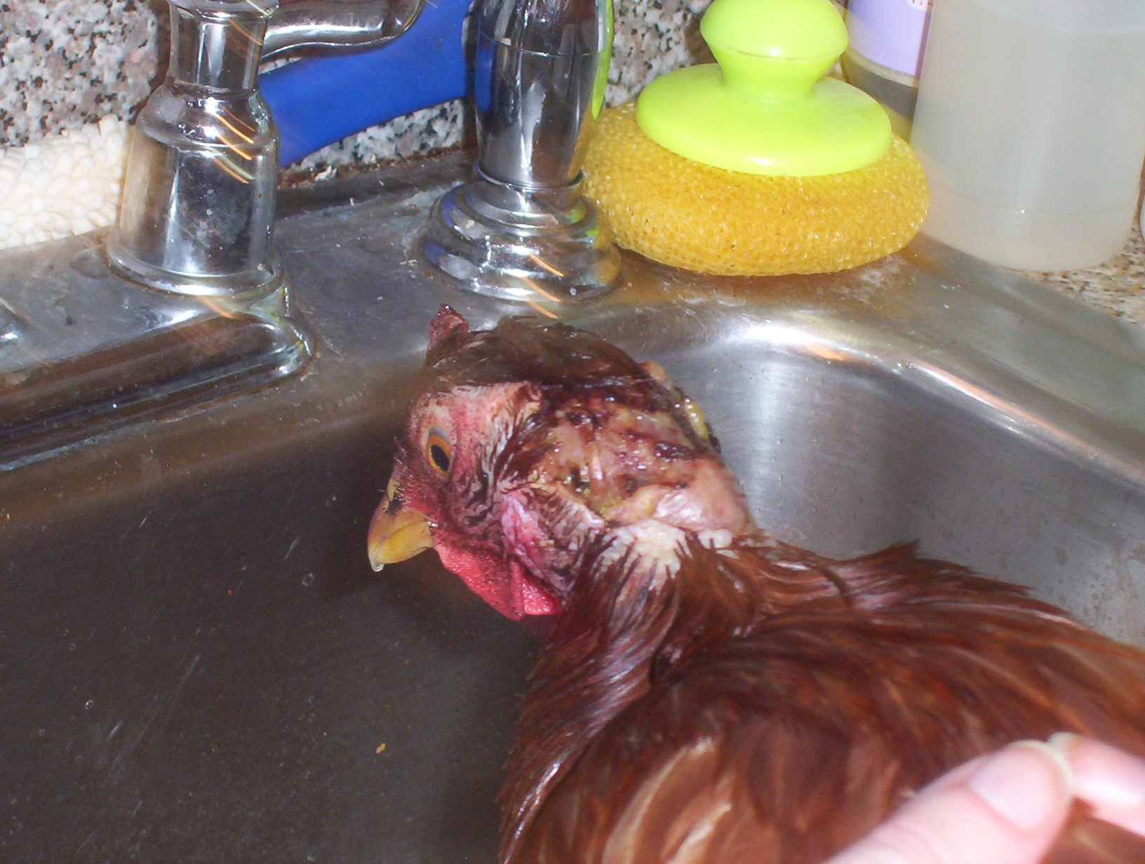 Omlet (my Rhode Island Red) after being attacked by Mocha.