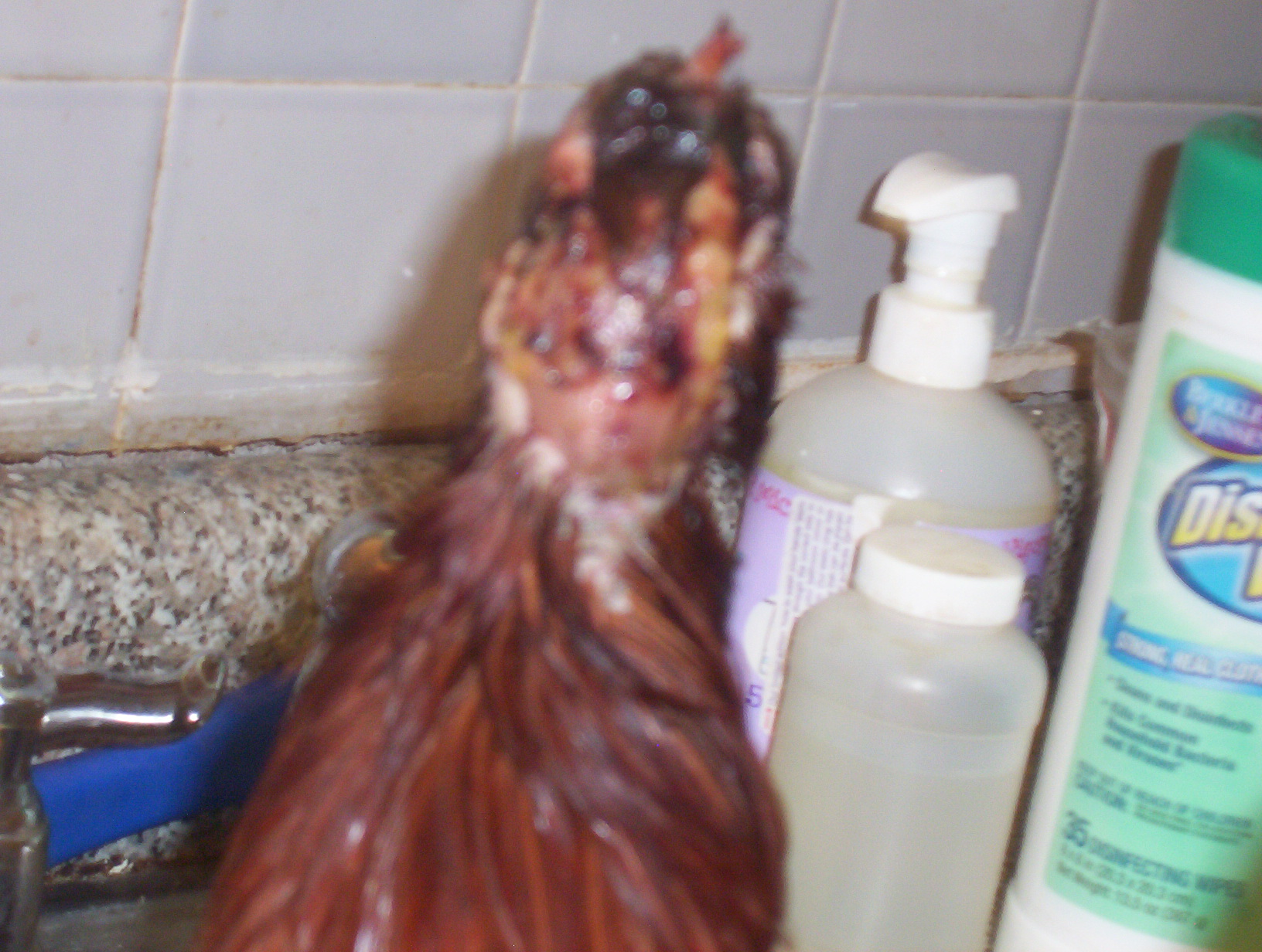 Omlet (my Rhode Island Red) after being attacked by Mocha.