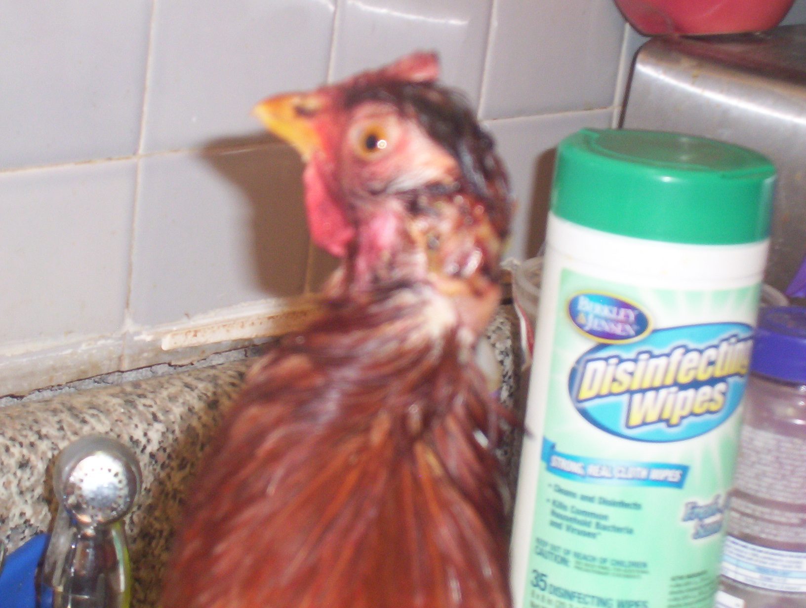 Omlet (my Rhode Island Red) after being attacked by Mocha.