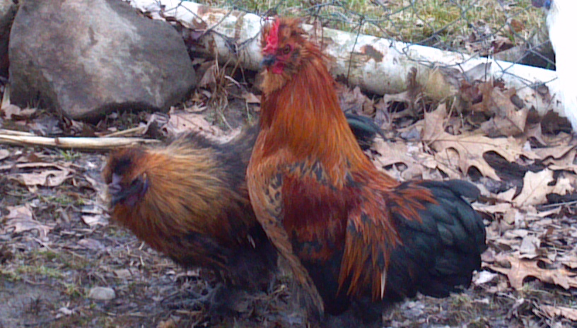 On left is 4 month partridge silkie cockerel, on right is unrelated 4 month partridge smooth feathered sizzle which carries frizzle gene.  Free to good homes.