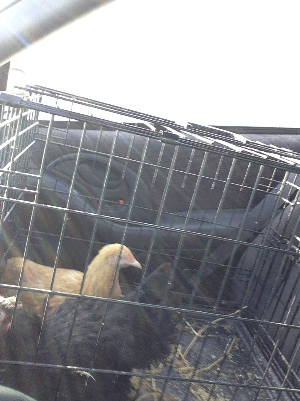 On our way home from the petting zoo