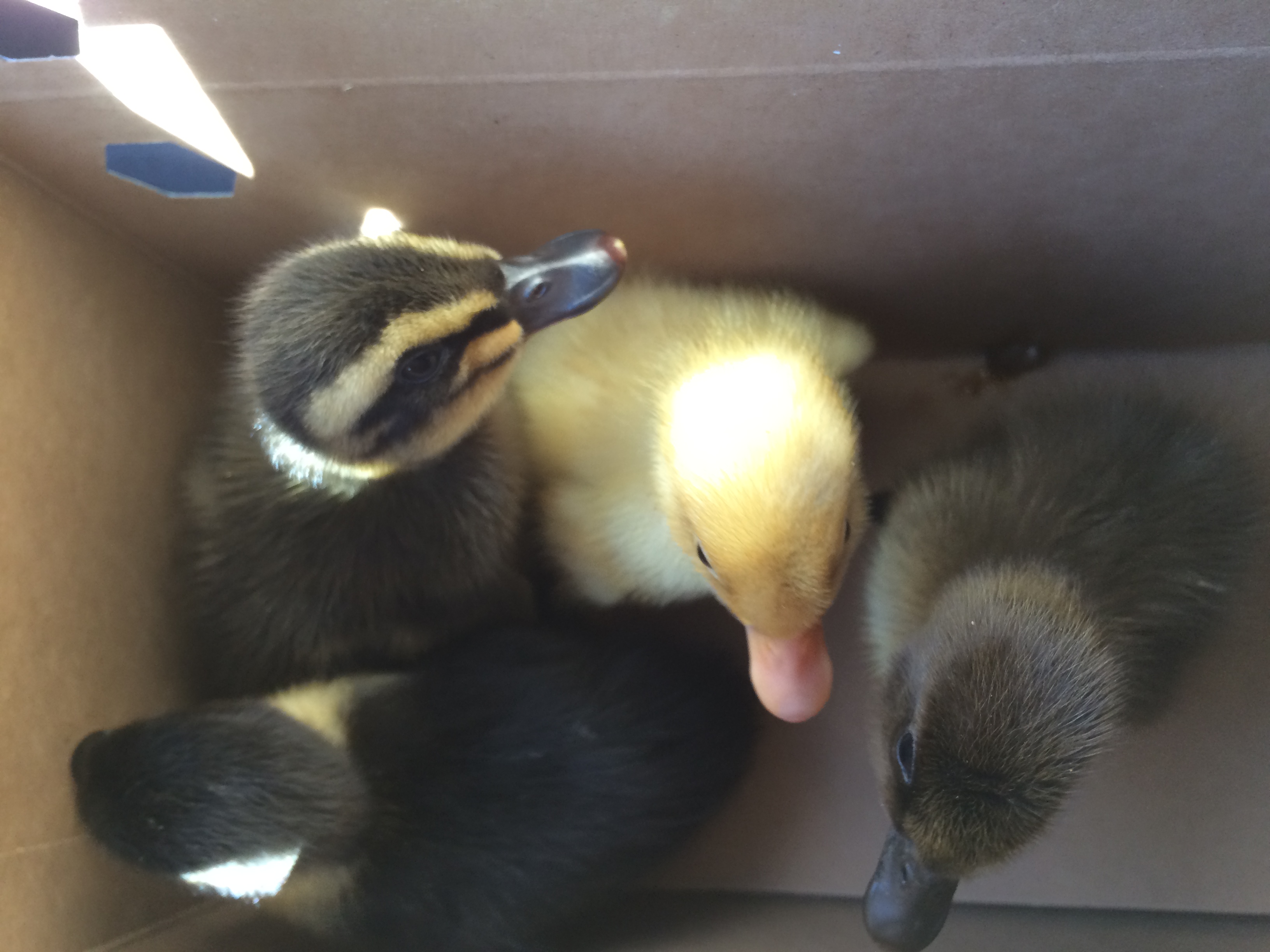On our way home, they were 5 days old. Rudy with the stripe, Ivy is the yellow one, Charlie is on the bottom left and Dusti on the very right.